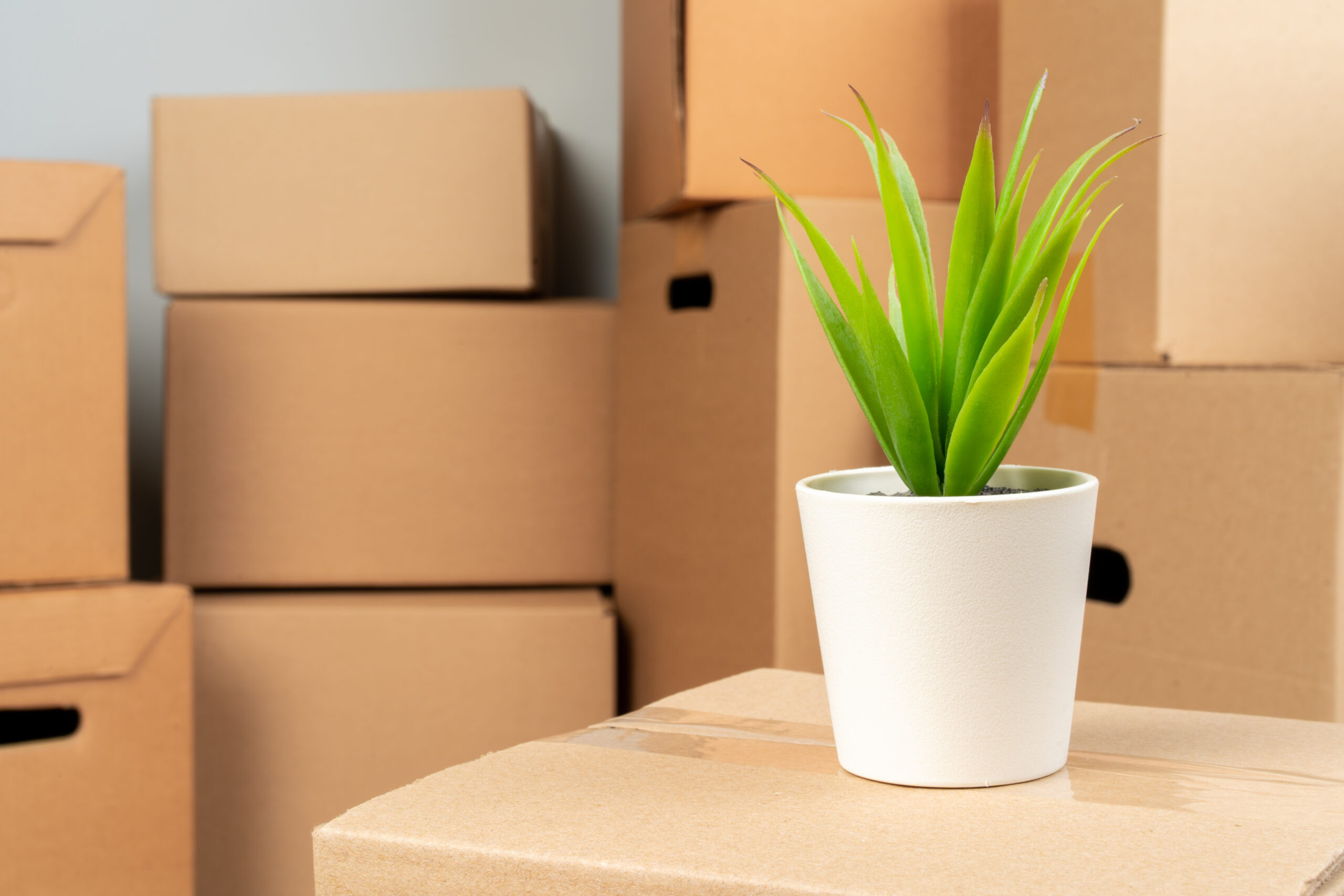 budget moving nottingham
